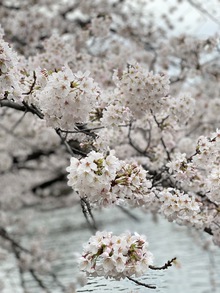 【桜の季節もあっという間】