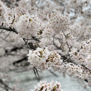 【桜の季節もあっという間】